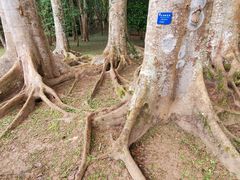 -中国科学院西双版纳热带植物园