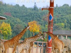 -杭州野生动物世界