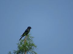 -合肥滨湖国家森林公园