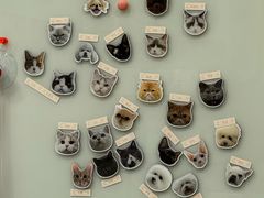 -四月宠物医院·猫专科·心脏专科·内科(转塘店)