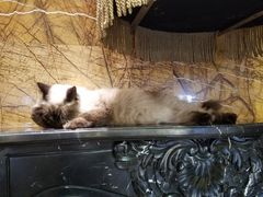 -more than meow吴止猫主题餐厅(承德 中船汇店)