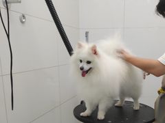 -柚子宠物(伊珊娜调理店)