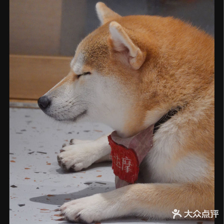 柴喵双全｜才貌双全