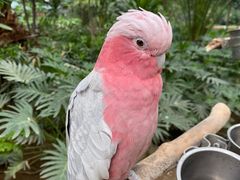 -南宫五洲植物乐园