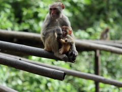 -西双版纳原始森林公园