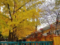 -三里屯东五街银杏大道