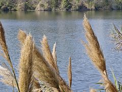 -广东花都湖国家湿地公园