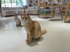 -藏猫猫咖啡主题馆(中央大道店)