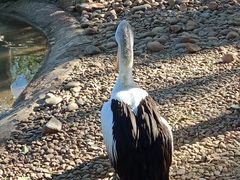 -费瑟代尔野生动物园