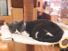 -滚猫咖啡·猫咖·猫友好撸猫(未来城店)