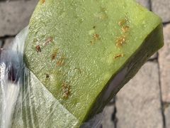 猪油糕-万福兴糕团(万福兴山塘街直营店)