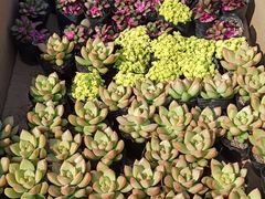 -中环花鸟鱼虫市场