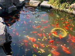 -合肥滨湖国家森林公园