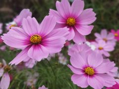 -花开海上生态园