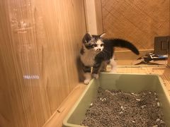 -屋虎猫馆(宝安大仟里店)
