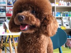 -乐琪宠物医院·犬猫专科·骨外科·急重症