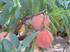 -南汇水蜜桃采摘(大团店)