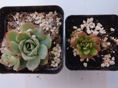 -上海和展广汽丰田4S店(老闵行店)