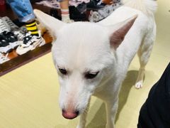 -逗柴咖啡屋·狗咖猫咖宠物桌游
