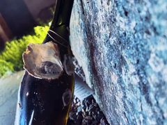 -Oyster Talks 四度蚝法餐厅