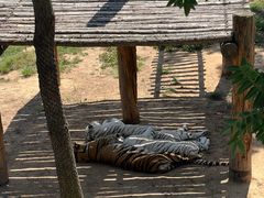 -西霞口神雕山野生动物世界