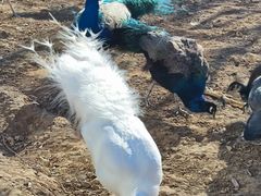 -丽泽山庄·生态怀柔菜·虹鳟鱼(红螺寺店)