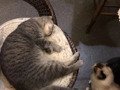 -猫色咖啡·猫咖