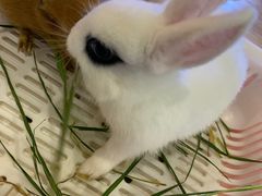-藦茜花园宠物主题亲子互动体验馆(国顺东路店)