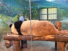 -上海野生动物园
