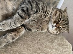 -爱侣宠医·鹦鹉专科·小型哺乳类·异宠专科(灵石路店)