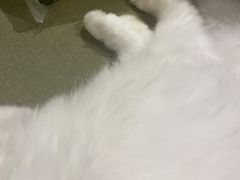 -御宝贝·A梦猫科宠物医院(国际猫友好医院)