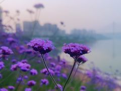 -石井坡(地铁站)