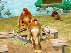 -西霞口神雕山野生动物世界