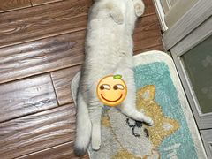 -猫大福·Fortune Cat猫舍(百子湾店)