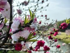 -上海辰山植物园