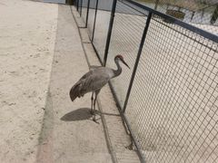 -盐城丹顶鹤湿地生态旅游区