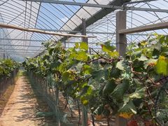 -马陆小张葡萄园农家乐