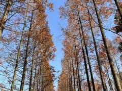 -昆山城市生态森林公园