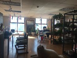 -英刺青 纹身 洗纹身