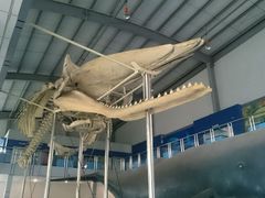-上海海洋大学鱼文化博物馆(军工路校区)
