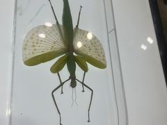 -上海昆虫博物馆