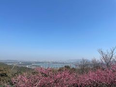 -香雪海