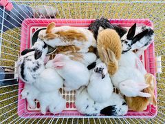 -季高兔窝窝亲子园(上海薰衣草公园店)