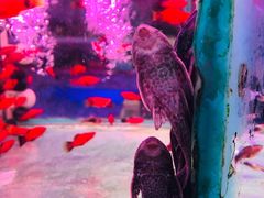 -三旗百汇商品城