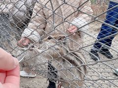 -合肥滨湖国家森林公园