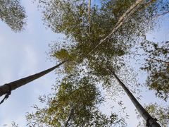 -宁波浙东大竹海景区