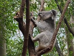-广州长隆野生动物世界