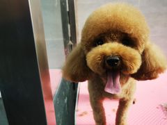 -宠福鑫康馨动物医院·骨科·眼科
