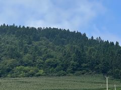 -武陵山森林公园