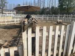 -前小桔亲子创意农场·草莓采摘·露营烧烤